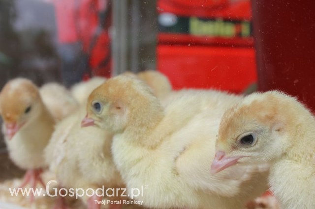 Pierwsze dni indyka w Koźminku