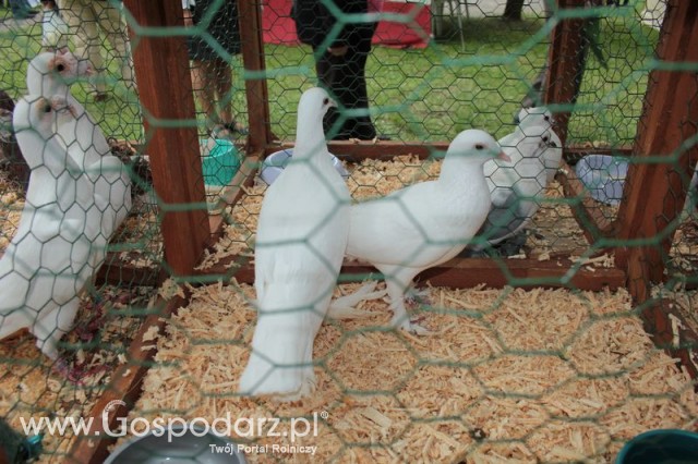 Gołębie Bociany Łapciate