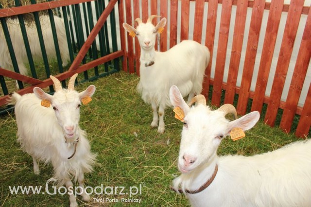 Konferencja w Balicach - 16