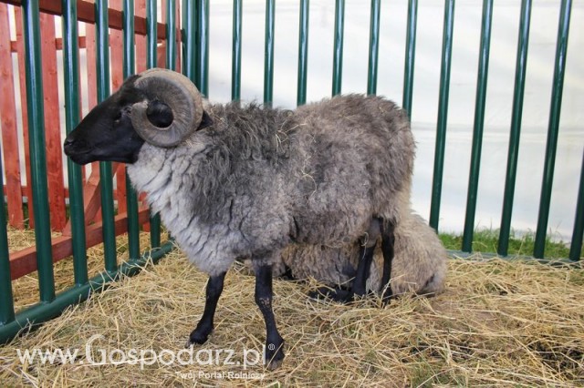 IZOO Balice dzień drugi  - 38