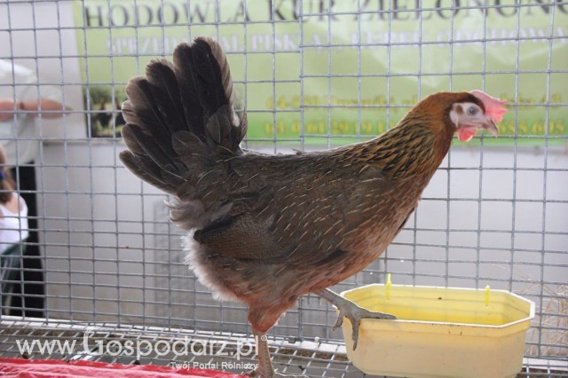 Drób - Szepietowo 2012 XIX Regionalna Wystawa Zwierząt Hodowlanych - 17