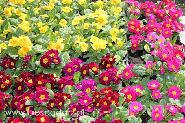 Foto reportaż z Targów Rolno-Ogrodnicze AGROMARSZ Marszew 2011