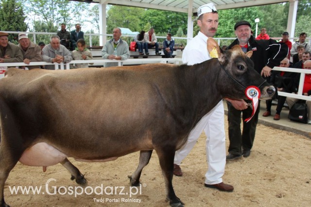 VII Ogólnopolska Wystawa Bydła Hodowlanego - 127