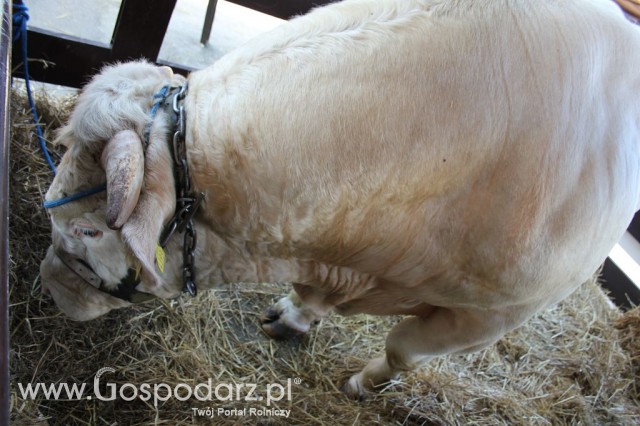 Bydło - Szepietowo 2012 XIX Regionalna Wystawa Zwierząt Hodowlanych - 26