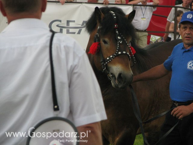 Konie - Szepietowo 2012 XIX Regionalna Wystawa Zwierząt Hodowlanych - 23