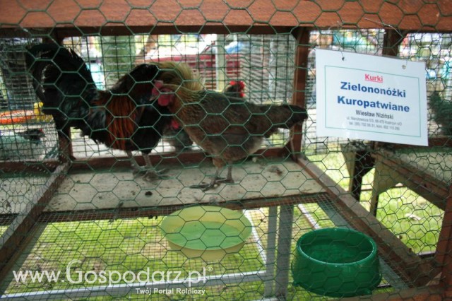 Kurki Zielononóżki Kuropatwiane