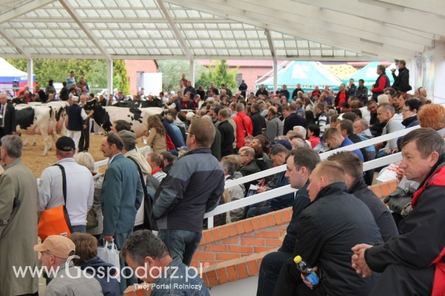 VII Ogólnopolska Wystawa Bydła Hodowlanego - 67