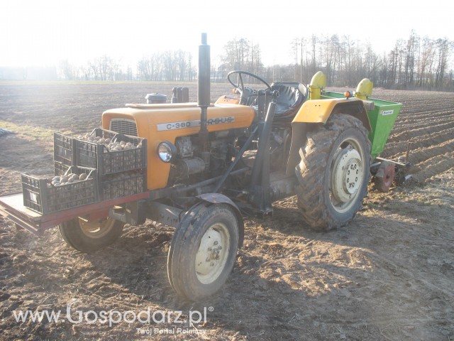 Sadzenie ziemniaków.