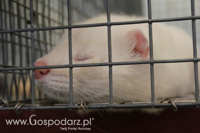 IZOO Balice dzień drugi  - 63