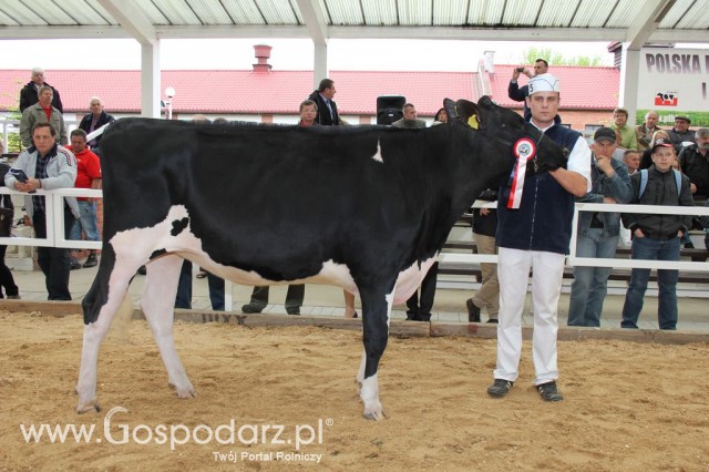 VII Ogólnopolska Wystawa Bydła Hodowlanego - 62