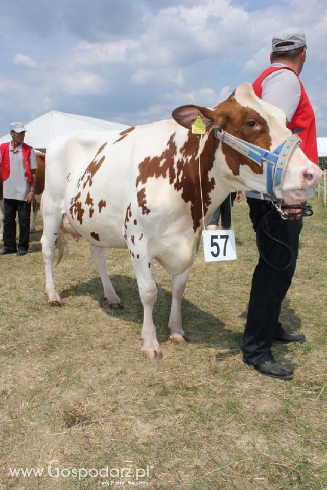 Konkurs Młodego Hodowcy - 25