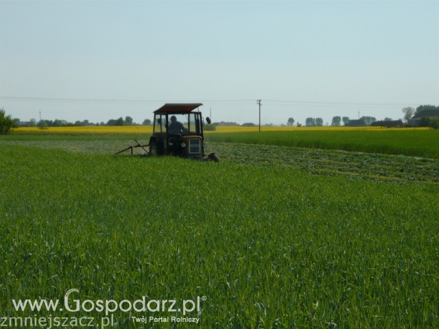 Ursus-c330 M i kosiarka rotacyjna w akcji Żyto