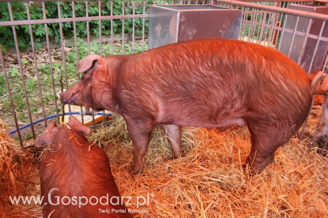 XX Targi Rolnicze Lubniewice