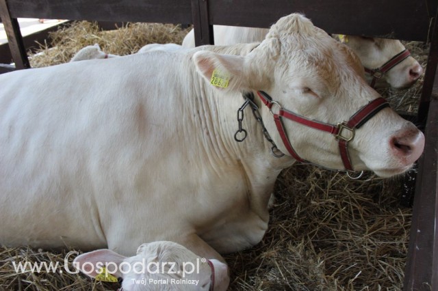 Bydło - Szepietowo 2012 XIX Regionalna Wystawa Zwierząt Hodowlanych - 33