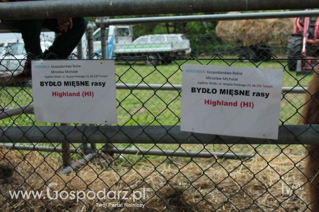 Bydło mięsne rasy Highland