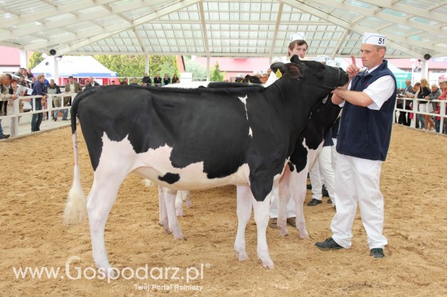 VII Ogólnopolska Wystawa Bydła Hodowlanego - 23