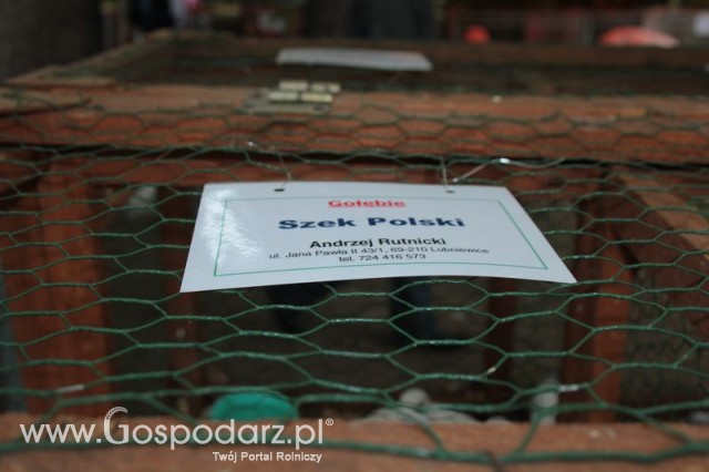 Gołębie Szek Polski