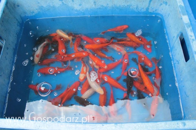 XX Targi Rolnicze Lubniewice 