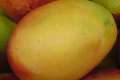 Pakistan – Lider w produkcji mango