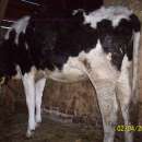 Jałówki cielne 2 szt