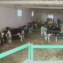 Byczki, cielęta ras mięsnych w ciągłej sprzedaży od 60kg do 80kg