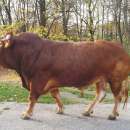 Sprzedam Buhaje Hodowlane Limousine (LM)