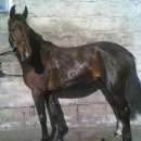 Wałachy, klacze i źrebaki do sprzedaży z własnej hodowli.