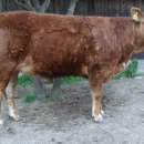 SPRZEDAM Jałówkę rasa Limousin 100%, po ojcu szwajcarskim Esprit, w bardzo dobrej kondycji, waga ok. 450 kg . Cena 4100 zł  Tel. 696 664 803 Lubelskie