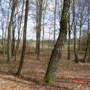 DZIAŁKA ROLNA Z LASEM, RĘBUSZ