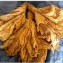 TYTOŃ LIŚCIE TYTONIU BURLEY VIRGINIA MILLENIUM