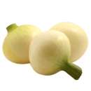 Cebula młoda prosto z pola