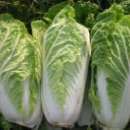 Sprzedam Kapustę Pekińską 40 ton