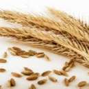 Skup zbóż, zapewniam transport