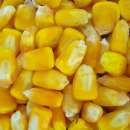 truskawki, pszenica, rzepak, kukurydza