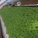 ROZSADA SELERA / KAPUSTNYCH