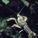 Biznes w rolnictwie - propozycje hodowli, inne formy