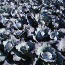 Sprzedam kapustę czerwoną