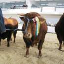 Sprzedam Buhaje Hodowlane Limousine (LM)