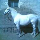 Sprzedam klacz Dynastia