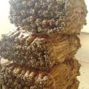 LIŚCIE TYTONIU 1 klasa TYTOŃ Mocny Burley Virginia