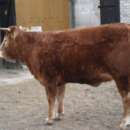 SPRZEDAM Jałówkę rasa Limousin 100%, po ojcu szwajcarskim Esprit, w bardzo dobrej kondycji, waga ok. 450 kg . Cena 4100 zł  Tel. 696 664 803 Lubelskie