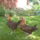 Kury Zielononóżki kura zielononóżka kuropatwiane odchowane 6 tygodni, Świadectwo pochodzenia, Leghorny