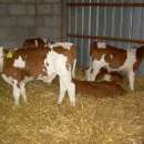 W CIĄGŁEJ SPRZEDAŻY BYCZKI MIĘSNE