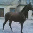 Wałachy, klacze i źrebaki do sprzedaży z własnej hodowli.