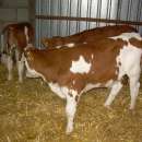 W CIĄGŁEJ SPRZEDAŻY BYCZKI MIĘSNE