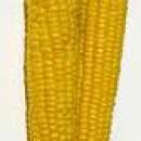 kukurydza bezpośrednio od plantatora Hiszpania!