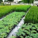 Sprzedam krzewy ozdobne różnych gatunków i odmian