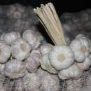 Sprzedam  Polski Czosnek