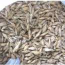 PSZENICA!!! ORKISZ!!! 5O TON!!! TANIO!!!Mam do sprzedania pszenicę orkisz w ilości ok. 50 ton. Pszenica jest z tegorocznego zbioru. Czyszczona mechanicznie.