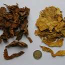 BUŁGARIA - liście tytoniu - DOLNY ŚLĄSK - LEGNICA